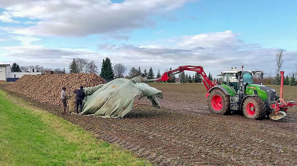 Rüben am Feldrand bei Krimmitzschen