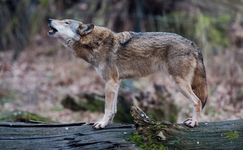 Lange dauerten die Untersuchungen an, mit denen geklärt werden sollte, ob es ein Wolf war, der den Deutschen Jagdterrier tötete.