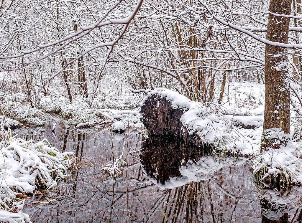 Mit einer geschlossenen Schneedecke, hier eine Aufnahme am Jösigker Moor in der Dübener Heide, hat sich der November verabschiedet.