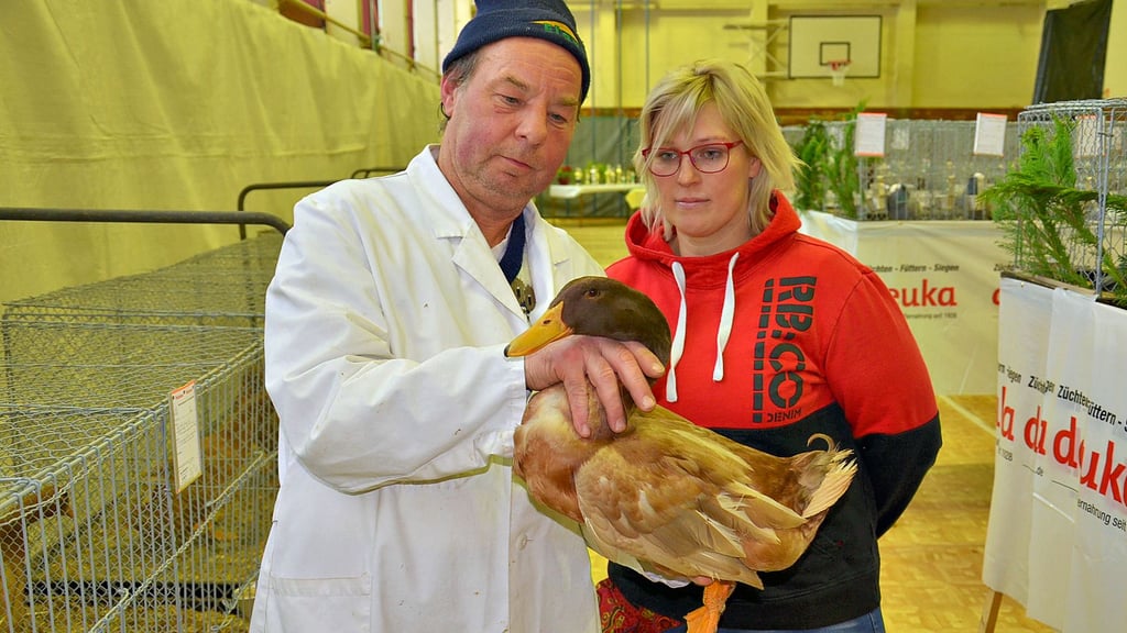 Preisrichter seit 40 Jahren: Uwe Roskoden bewertet hier eine Orpington-Ente. Karolin Funk und die Atzendorfer Zuchtfreunde fühlen sich ihm und seinen beiden Mitstreitern Wolfgang Bohne und Heiko Körner zu großem Dank verpflichtet.