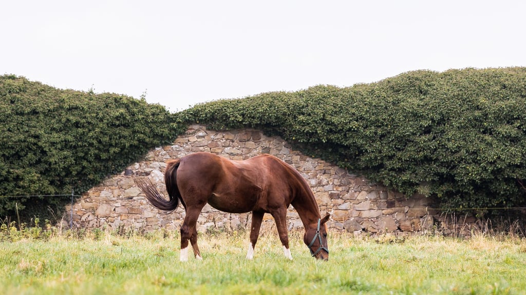 In Magdeburg-Ottersleben sind fünf Pferde ausgebüchst, so die Polizei.