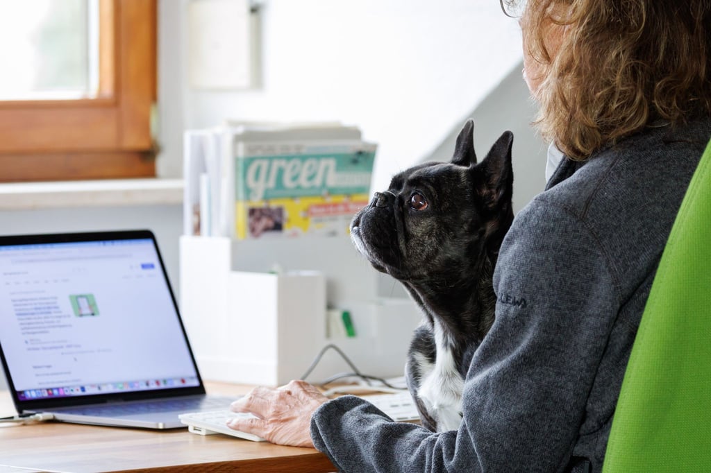 Die Französische Bulldogge Klärchen vom Münchhof im Büro der Werbeagentur media4nature auf dem Schoß einer Mitarbeiterin.