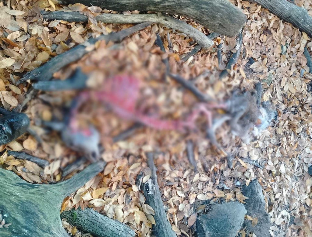 Der Körper der rund drei Jahre alten Sikahirschkuh im Tierpark Köthen wog etwa 40 Kilogramm. Nach dem Angriff am 12. November 2023 blieben nur das Skelett und der Schädel übrig.