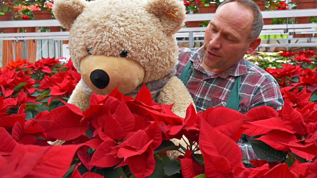 Der Nachterstedter Gärtnermeister Hans-Joachim Hoffmann steht mit Teddy in einem Meer aus Weihnachtssternen.