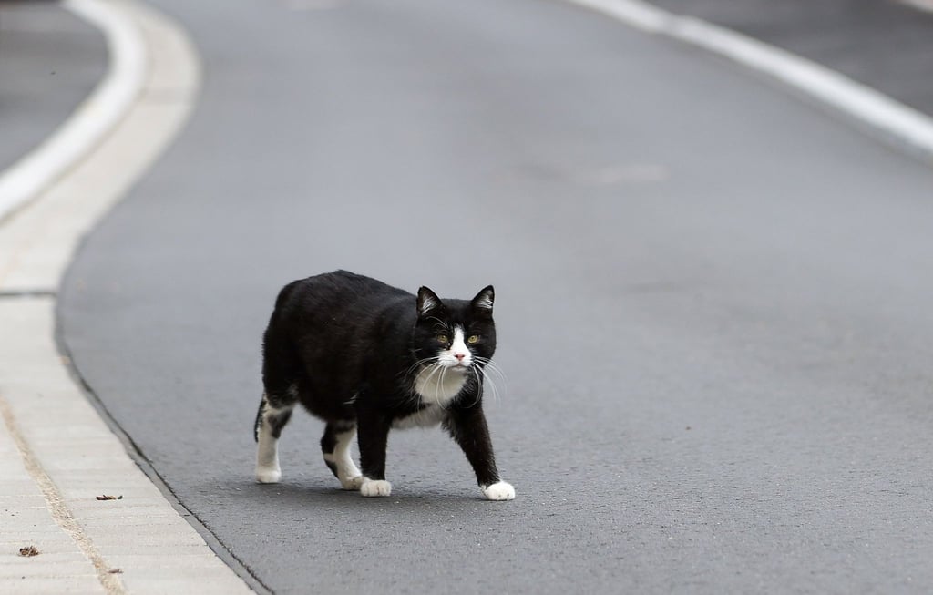 Der Landkreis Kelheim hat den „Katzennotstand“ ausgerufen (Symbolbild).