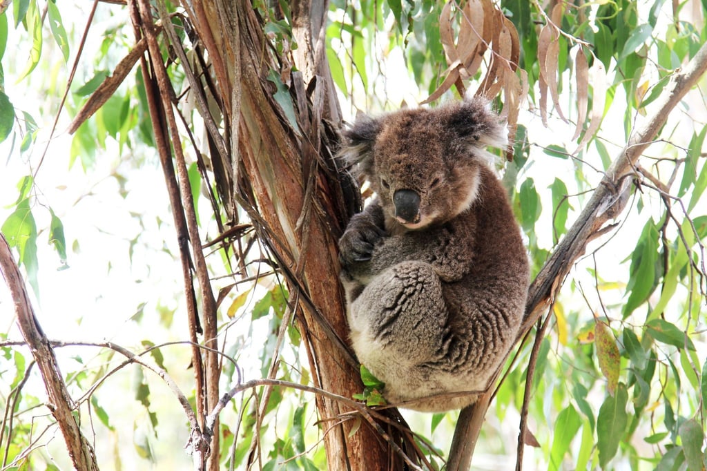 Morgens müde, abends wach: Koalas sind überwiegend in der Nacht aktiv.