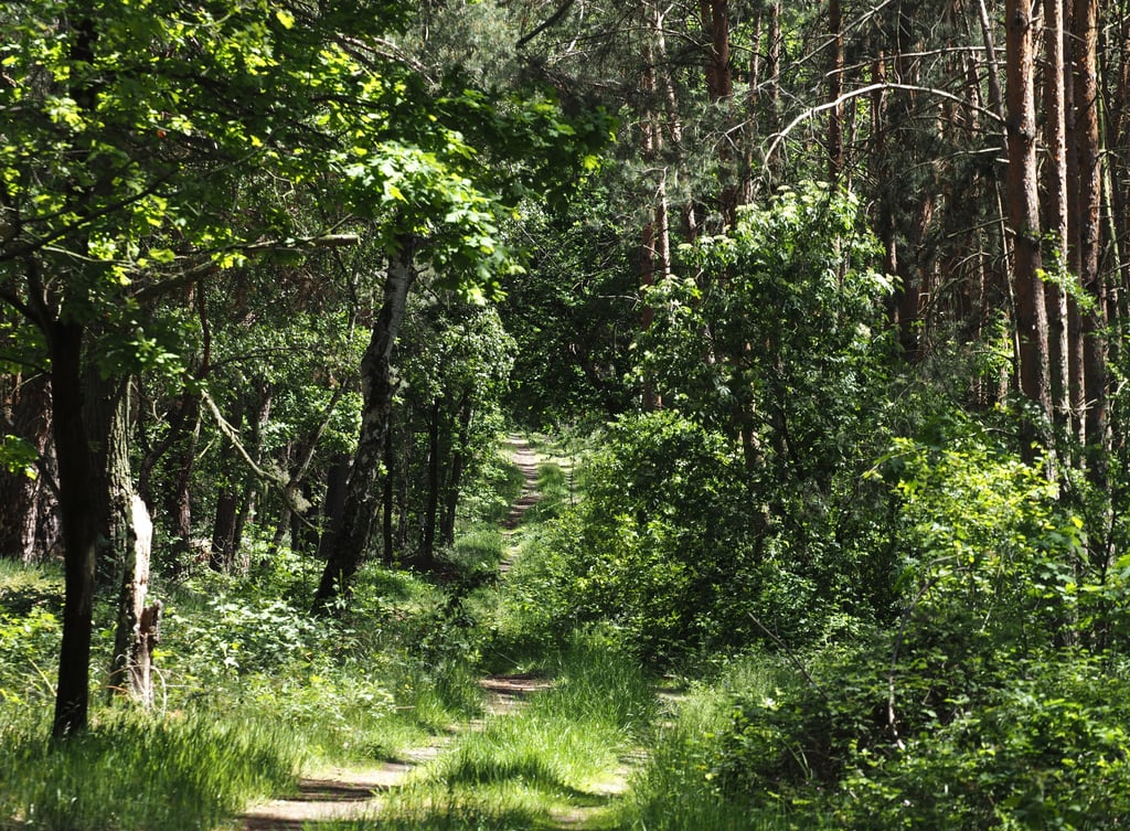 In einem Waldstück im brandenburgischen Landkreis Elbe-Elster hat es vielleicht einen Wolfsangriff gegeben.