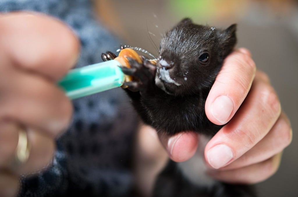Jungen Eichhörnchen muss rasch geholfen werden - vor allem, wenn sie aus dem Nest gefallen sind.