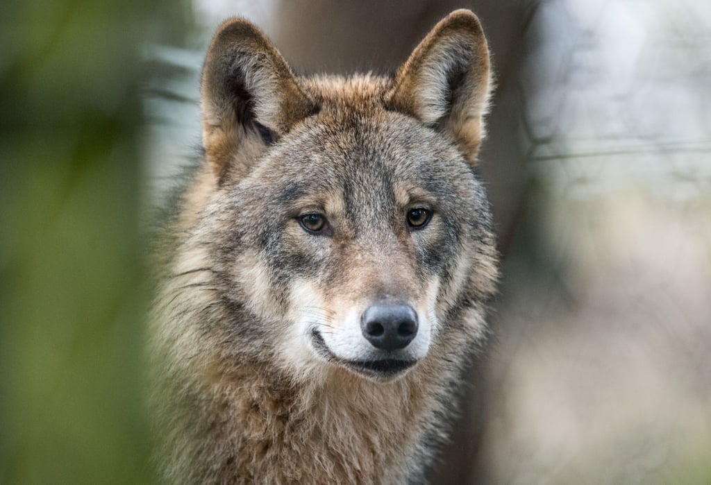 Bei Westerhausen sind acht Schafe getötet worden. Ob es sich um einen Wolfsriss handelt, wird derzeit ermittelt.