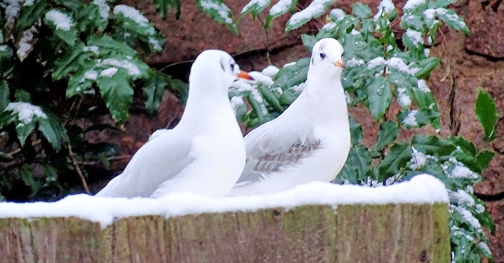 Die beiden Lachmöwen im Tierpark Dessau