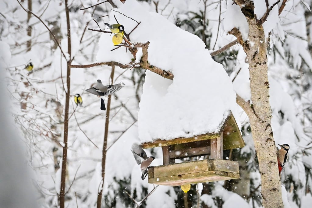 Vögel kommen zu einem schneebedeckten Futterhäuschen.