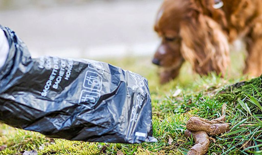 Hundekotbeutel werden in Bitterfeld-Wolfen Pflicht. Dazu soll die Gefahrenabwehrverordnung für Hunde angepasst werden.