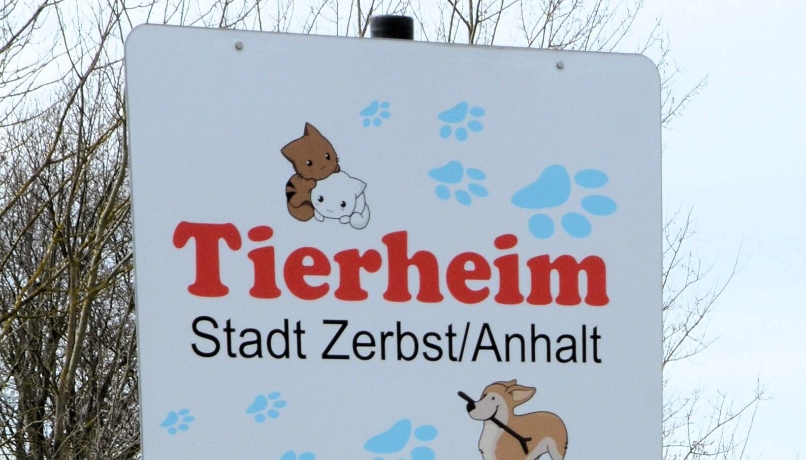 Tiervermittlung: Hund Oder Katze Als Geschenk Zu Weihnachten? Warum Im ...