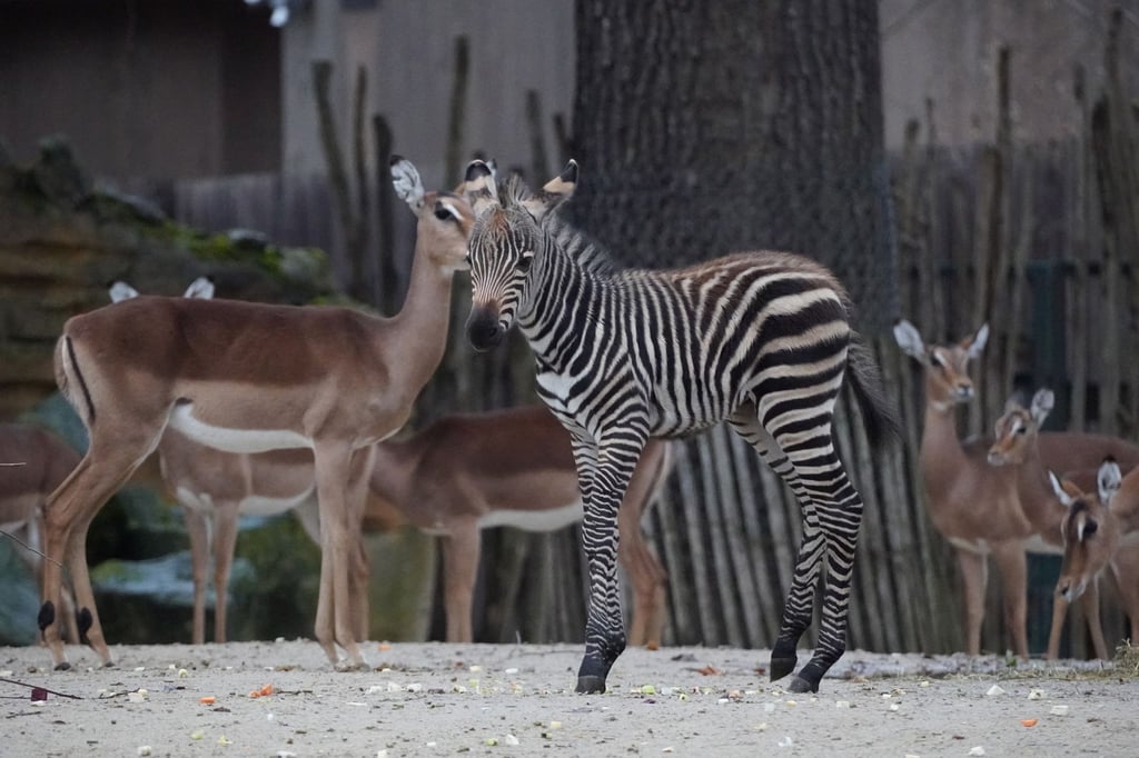 Im Zoo Hannover ist ein neues junges Zebra geboren worden.