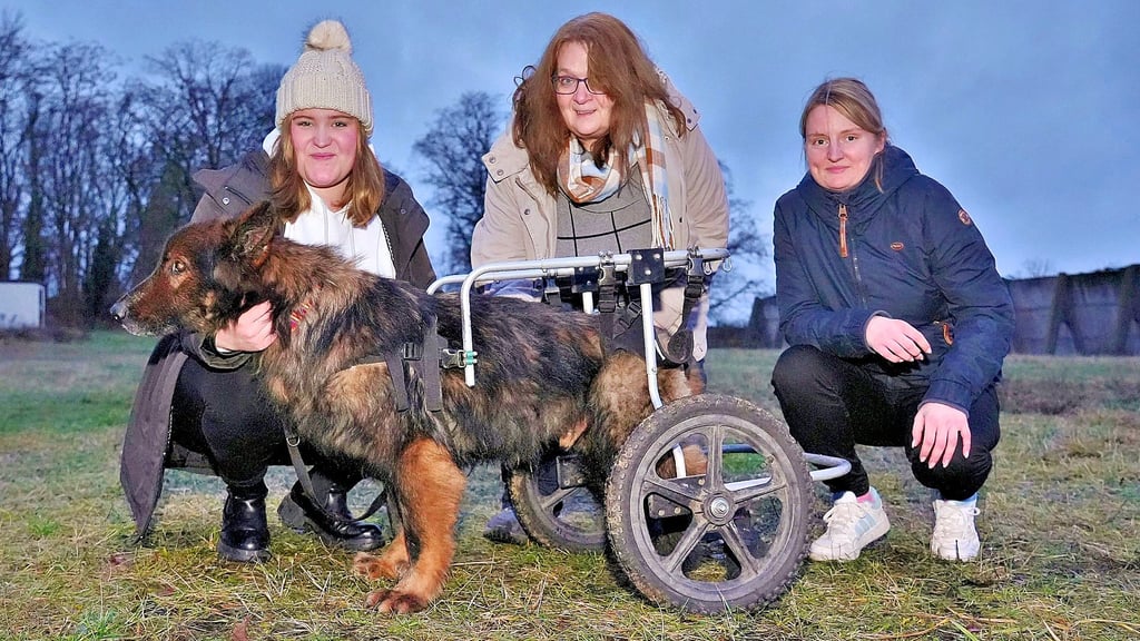 Martha Henschel (links) kümmert sich ehrenamtlich um den Schäferhund Omar. Unterstützt wird sie dabei von der Vorsitzenden des Tierschutzvereins Kreis Stendal, Susanne Wieske (Mitte), und der Tierheimleiterin Anne Mollenhauer.