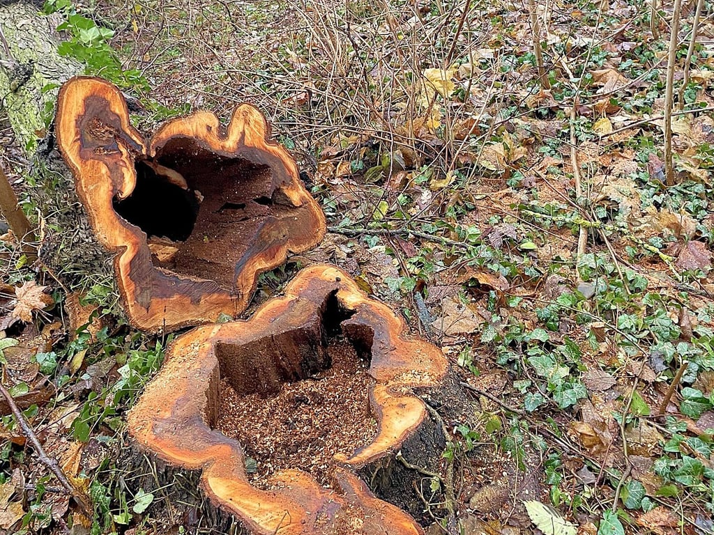 Dieser hohle Baum sowie weitere wurden im Isterbieser Park gefällt.