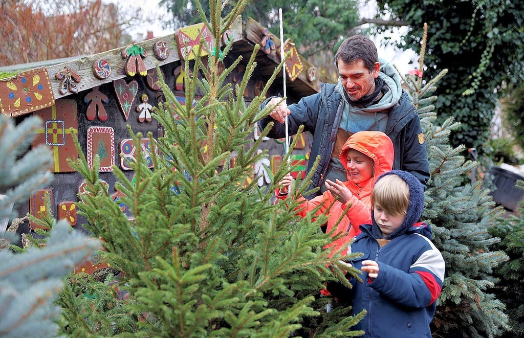 Soll es dieser werden? Vater Marcel Seyring sucht mit Ophelia und Paul einen Weihnachtsbaum aus.