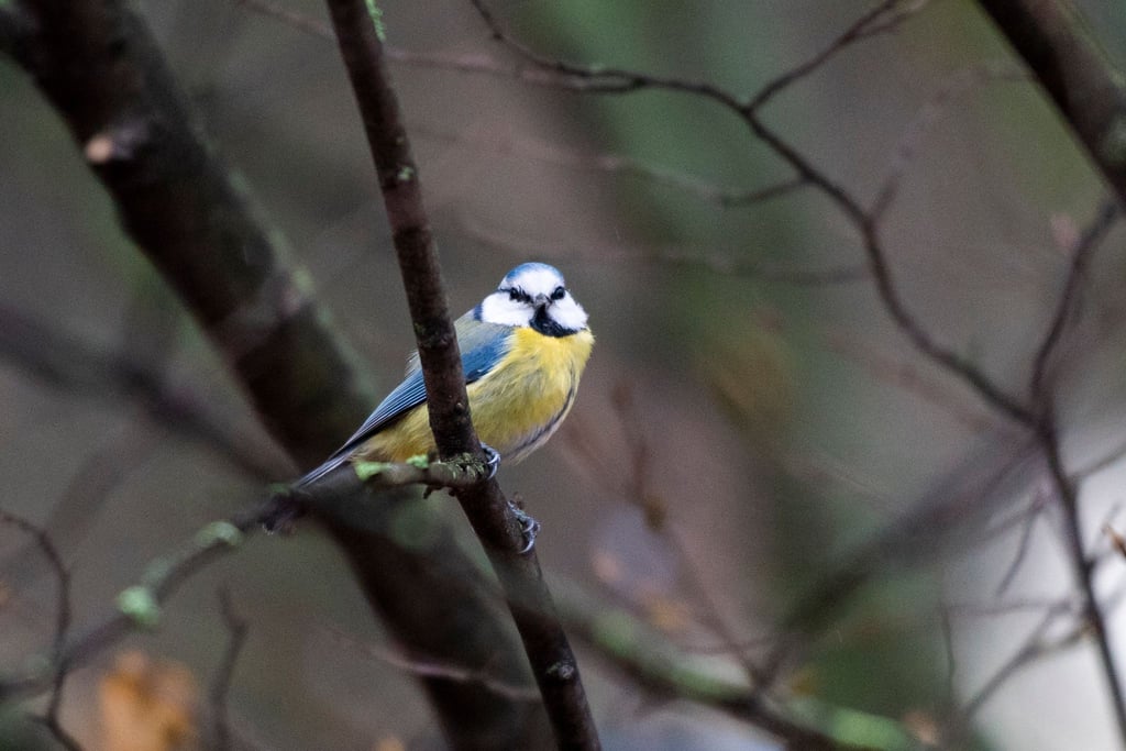 Eine Blaumeise sitzt auf einem Ast.