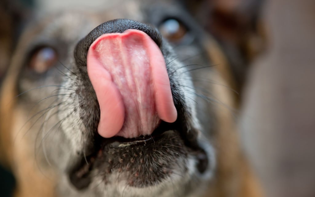 Hat der Hund vom Plätzchenteller genascht, sollte man ihn 24 Stunden lang gut beobachten, ob sich Vergiftungserscheinungen zeigen.