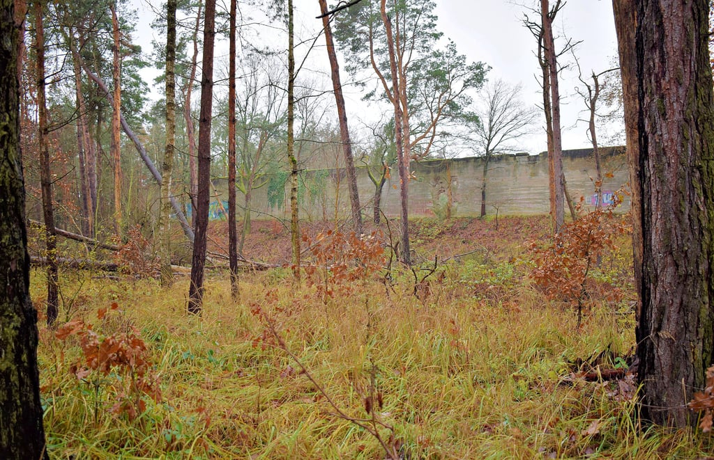 Unterwegs auf dem ehemaligen Truppenübungsplatz taucht die große Geschosswand auf. Hier ist der Wald schon jetzt sehr naturnah. Stehendes Totholz bieten einen hohen ökologischen Nutzen.