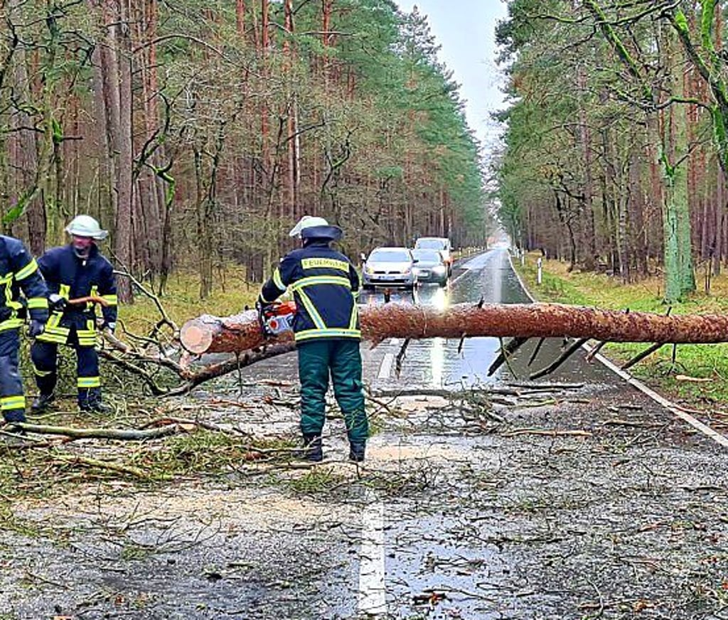 Hauptgrund für die Einsätze der Feuerwehr: umgestürzte Bäume wie hier im Bereich Osterburg.