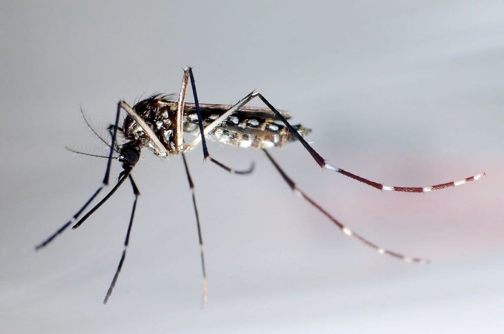 Stechmücken der Art „Aedes aegypti“ - auch Gelbfiebermücken genannt - können den Erreger übertragen, der das Denguefieber auslöst.