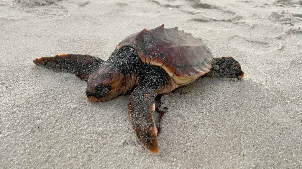 Eine unechte Karettschildkröte (Caretta caretta) liegt am Hörnumer Weststrand im Sand.