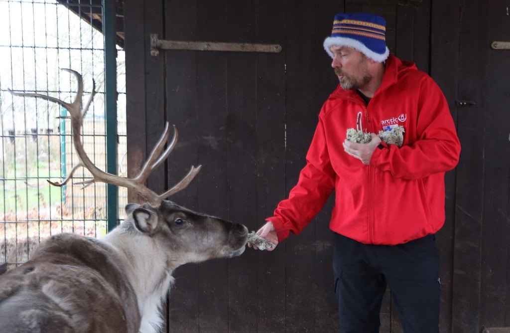 Rentier-Fütterung auf dem Goldberg in Halle: Pekka Paaso aus Finnland hat extra Jäkälä, echtes Polarmoos, mitgebracht.