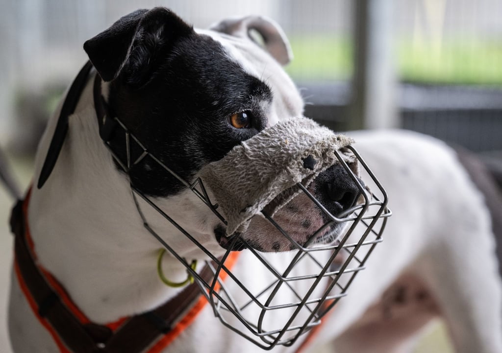 Der Staffordshire-Mix Diva trägt einen Maulkorb.