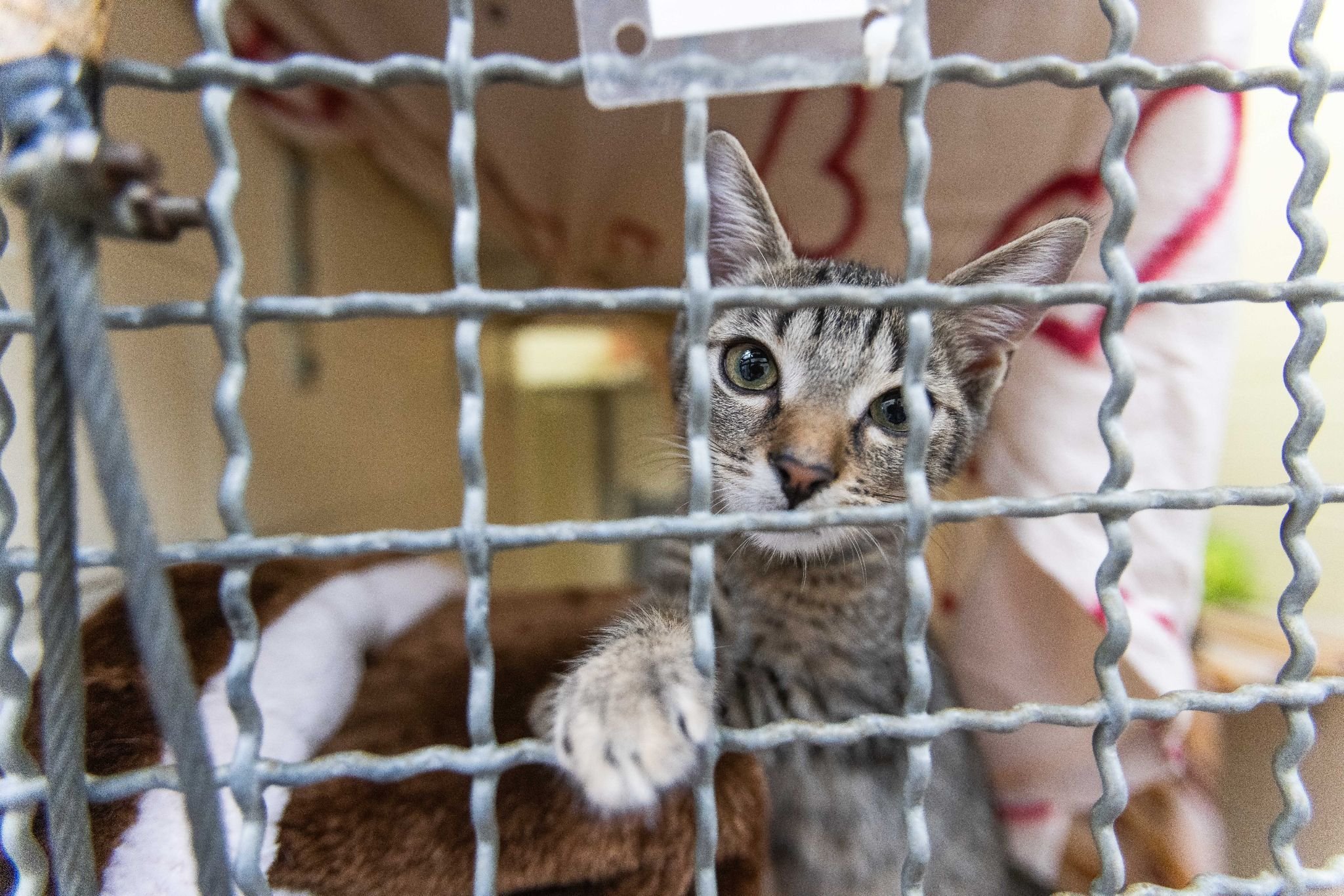 Tiere: Tierheime Verzweifelt: Überfüllt Und Defizitär Ins Neue Jahr