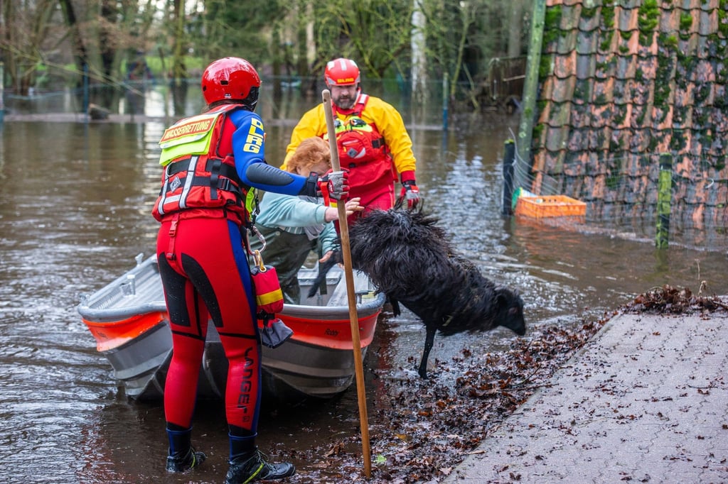Mitarbeiter der DLRG retten in der Wedemark Heidschnucken.