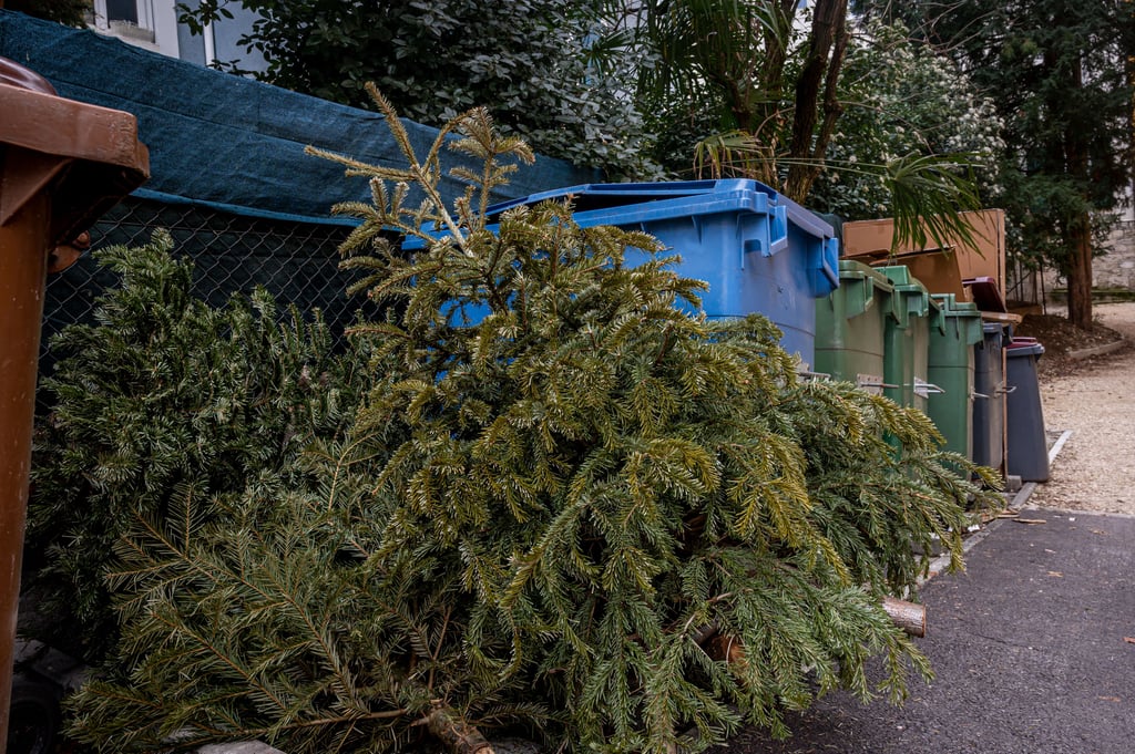 Vor dem Abholen sollten die alten Weihnachtsbäume neben den Biotonnen abgestellt werden. Es gilt dabei, dass die Bäume komplett frei von Dekorationsschmuck sind.