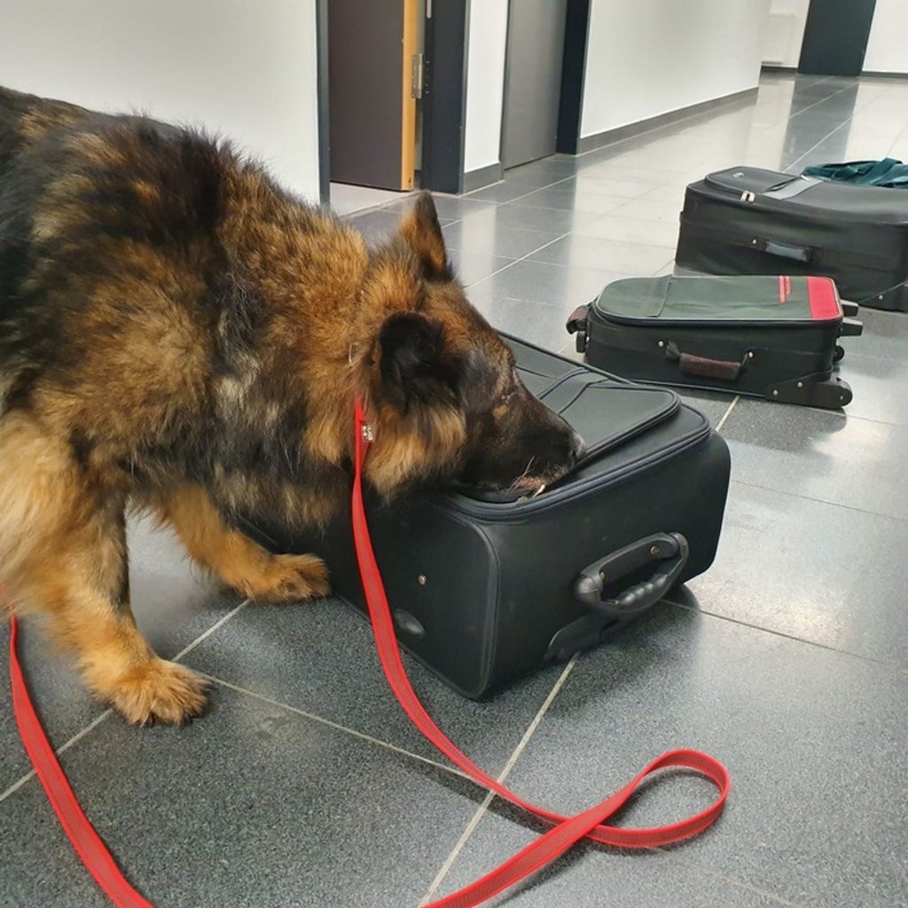 Drogenspürhündin Fluse im Einsatz am Flughafen BER (undatierte Aufnahme).