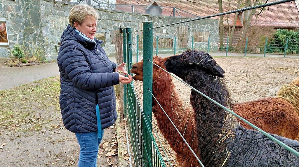 Tiergartenleiterin Anne-Katrin Schulze lässt unteranderem die Alpakas im Tiergarten Stendal in der Silvesternacht frei in ihrem Gehege umherlaufen.