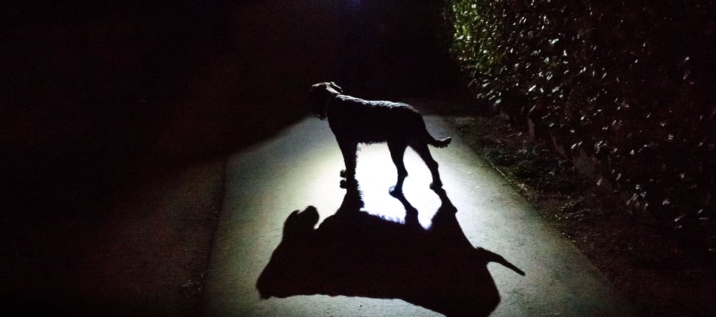 Dunkle Straßen sorgen für Ängste in der Bevölkerung Salzwedels. Aber warum fallen so viele Straßenlampen aus?