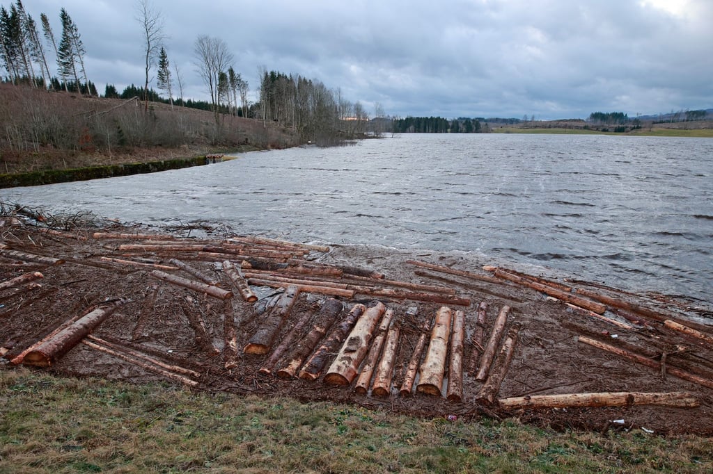 Treibholz schwimmt im Hochwasserschutzbecken an der Talsperre Mandelholz.