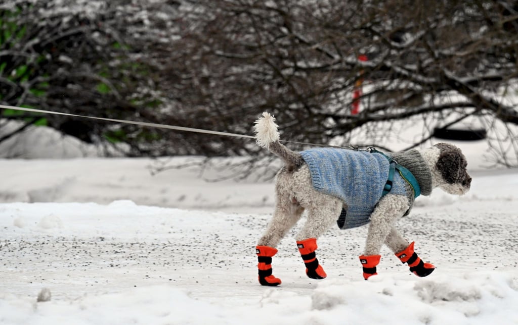 Gassigehen mit Hundemantel und Schneeschuhen bei eisigem Wetter in Helsinki.