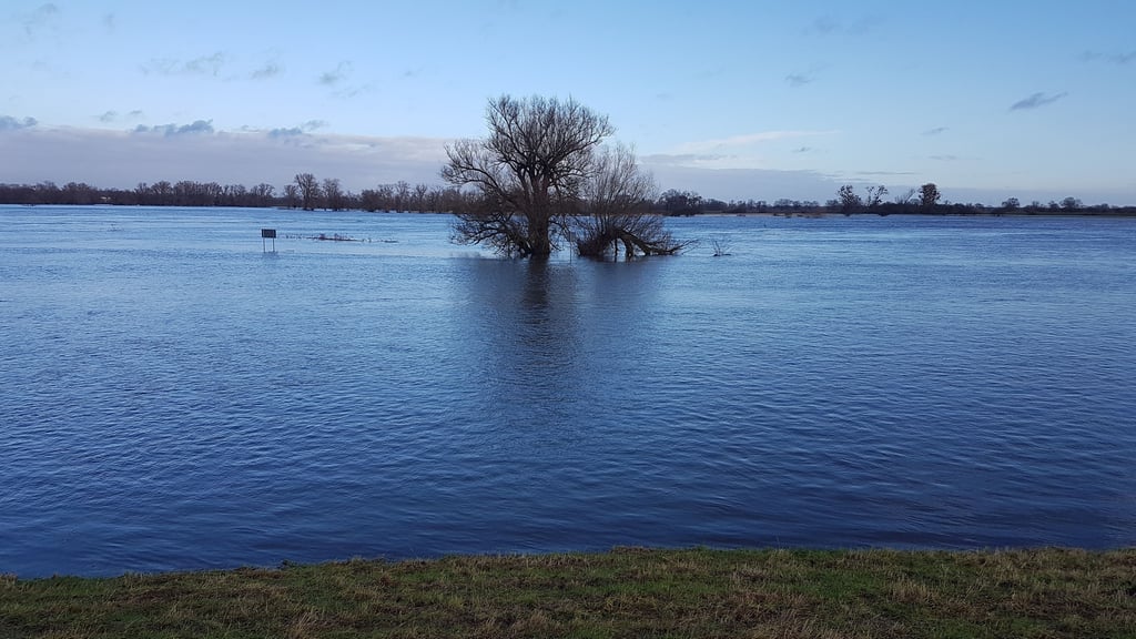 Elbe Höhe Neukirchen, die markante Weide im Wasser.