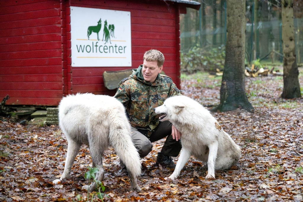 Frank Faß, Inhaber vom Wolfcenter Dörverden, mit Wölfen in einem Gehege.