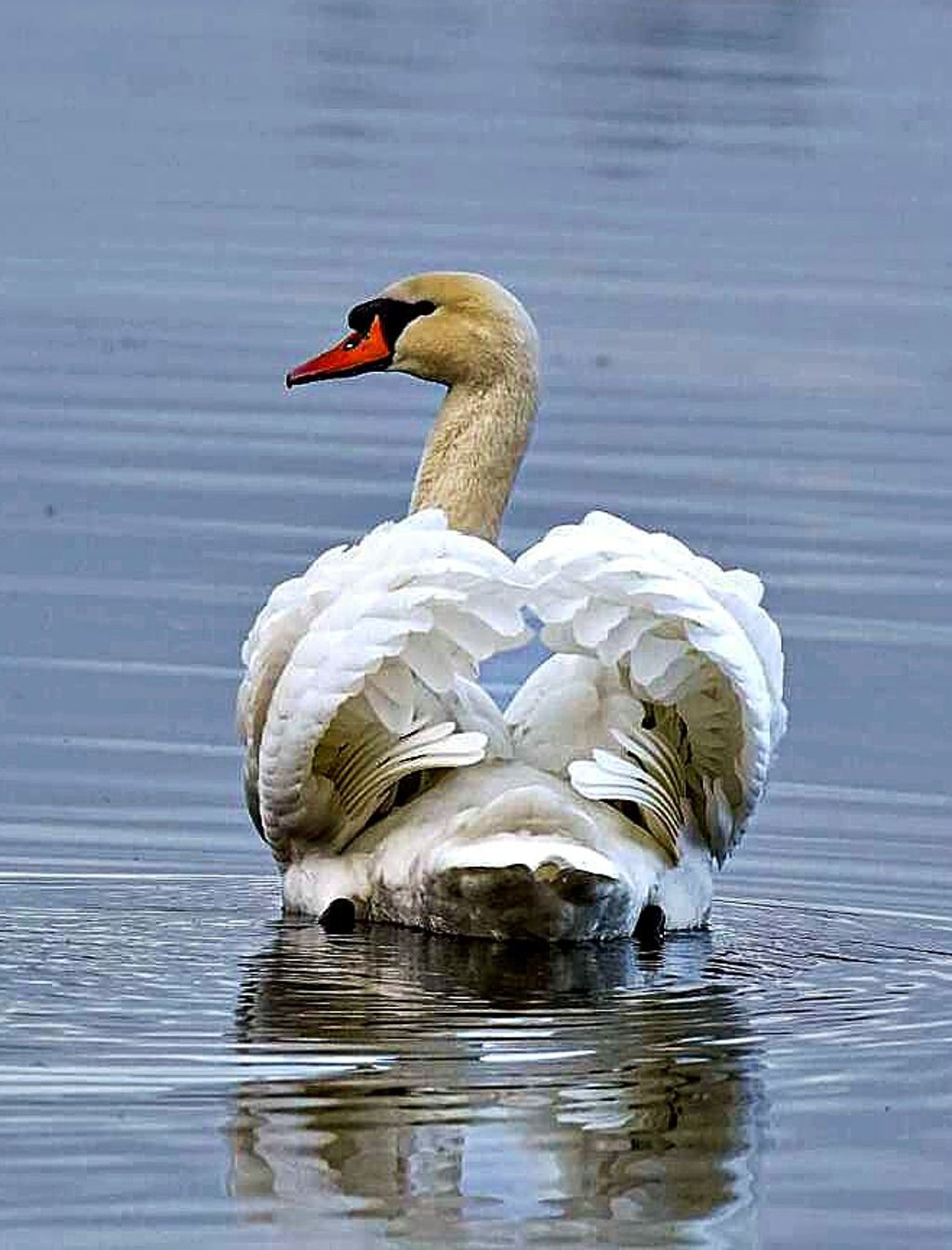 Dieser hübsche Schwan zieht in Berge seine Kreise.