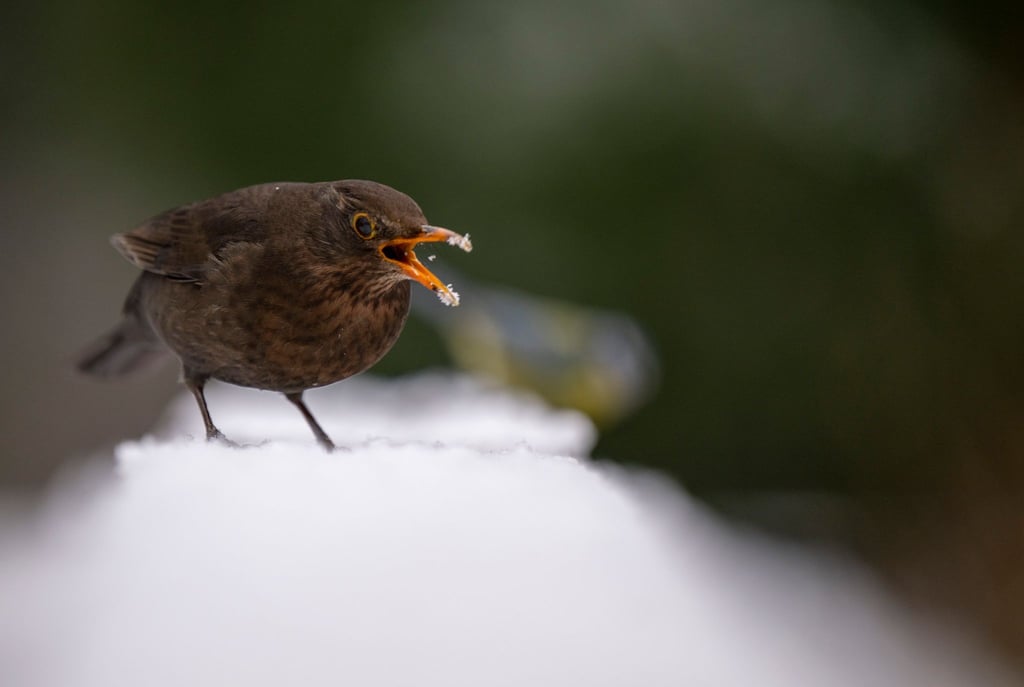 Eine Amsel sitzt auf einem schneebedeckten Brückengeländer im Schlosspark Charlottenburg.