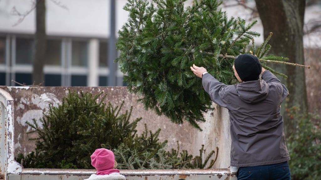 In Halle gibt es 258 Sammelstellen für Weihnachtsbäume.