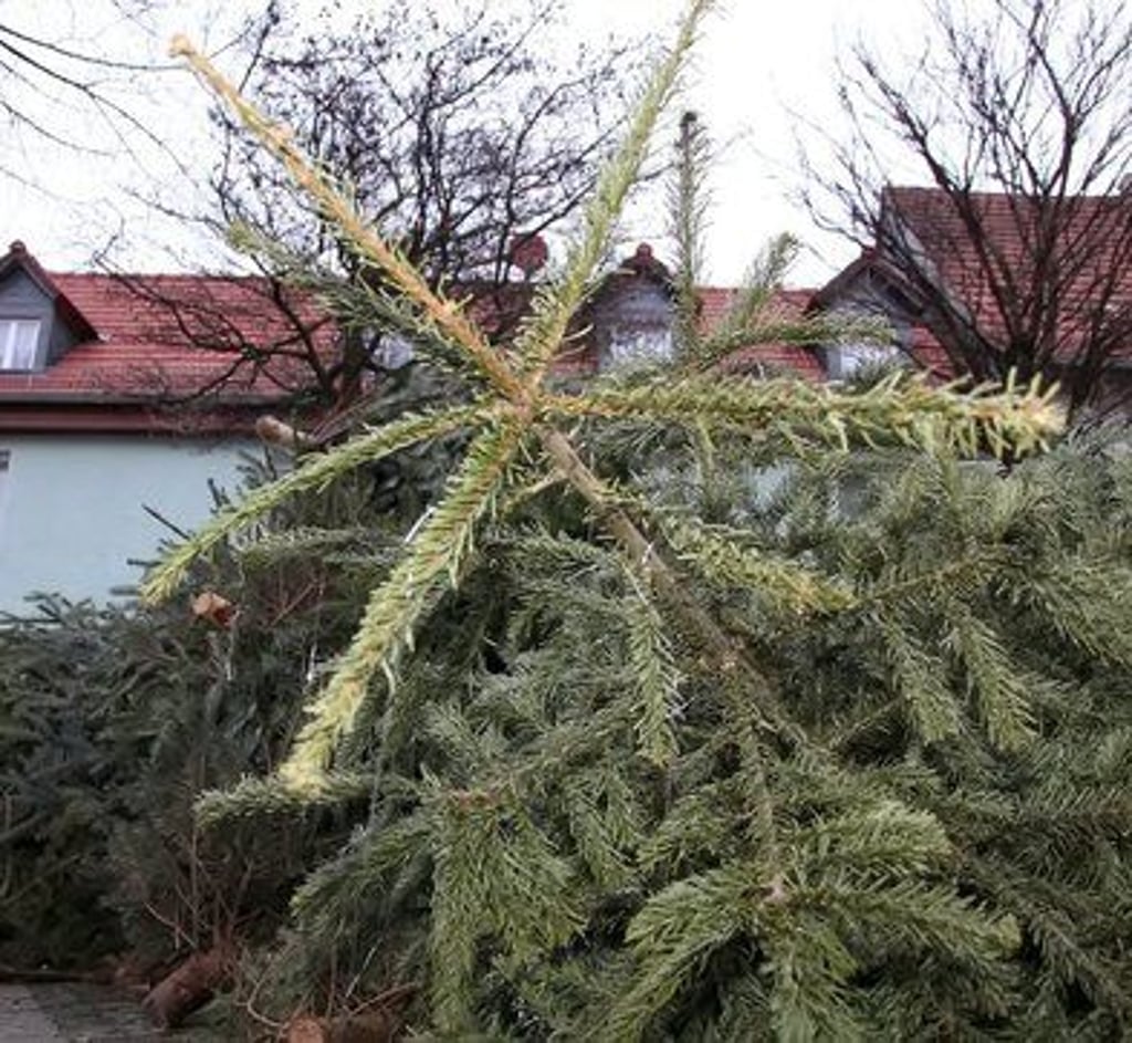 In der Stadt Weißenfels und in deren Ortschaften werden in der kommenden Woche die ausrangierten Weihnachtsbäume eingesammelt (Symbolfoto).