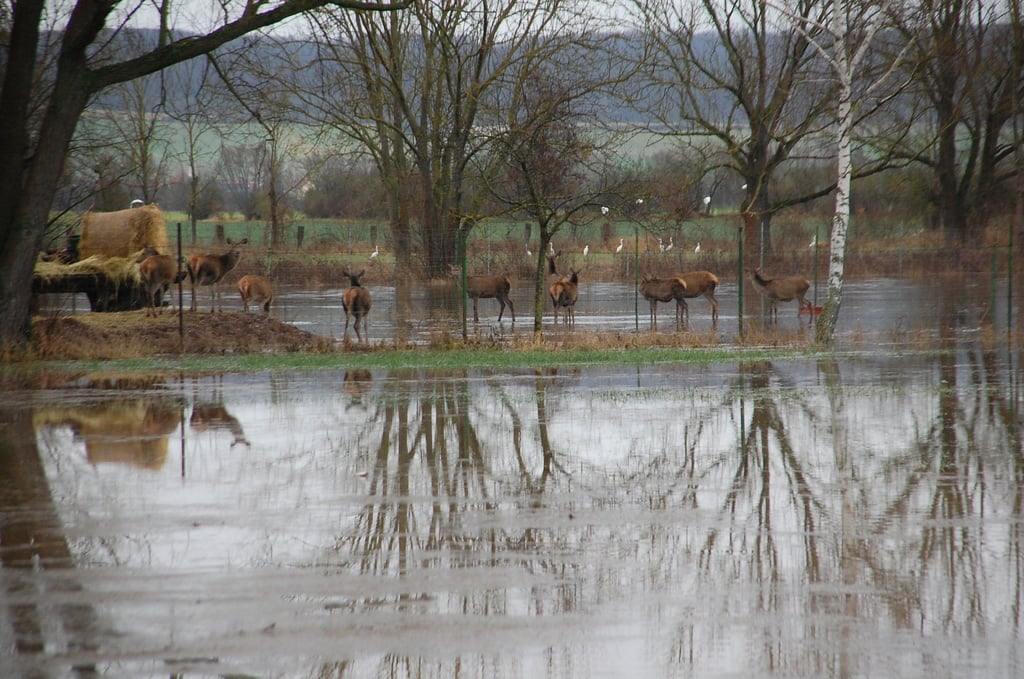 Die Dam-Wildherde im Wildgatter bei Martinsrieth ist in Gefahr. Ihre Weide ist bereits mit dem Helme-Hochwasser überflutet. Die Tiere haben sich auf einen kleinen Hügel im Wildgatter zurückgezogen.