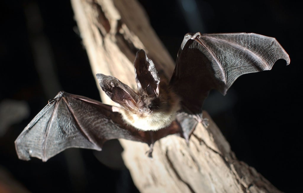 Eine ausgestopfte Fledermaus der Gattung „Graues Langohr“ (Plecotus austriacus) im Naturhistorischen Museum.
