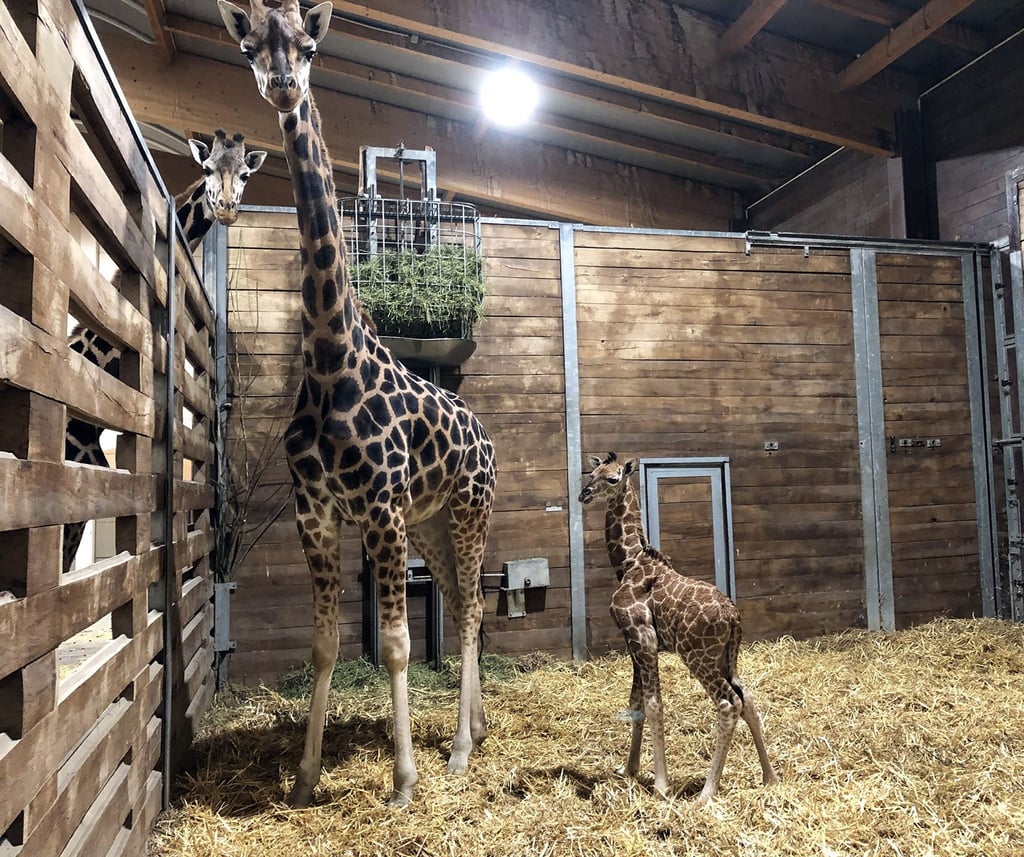 Giraffenkuh Tamika steht mit ihrem Jungtier im Leipziger Zoo.
