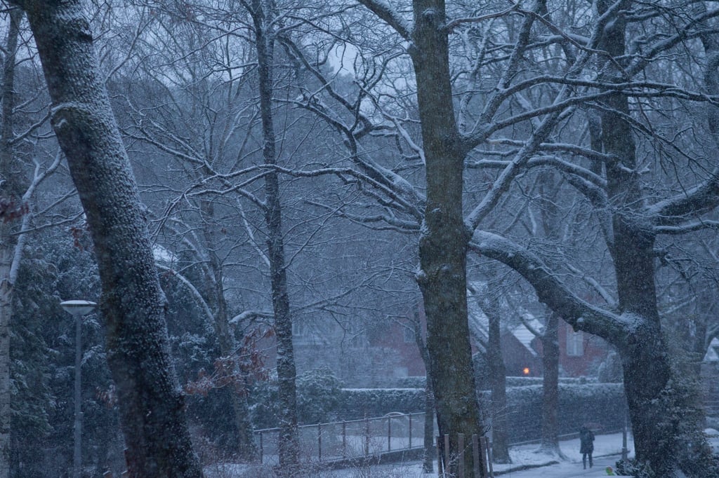 Schnee fällt auf Bäume an einer Straße in Berlin.