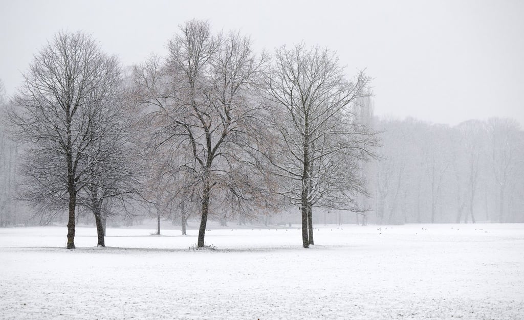 Schneebedeckte Bäume stehen bei leichtem Schneefall in einem Park.