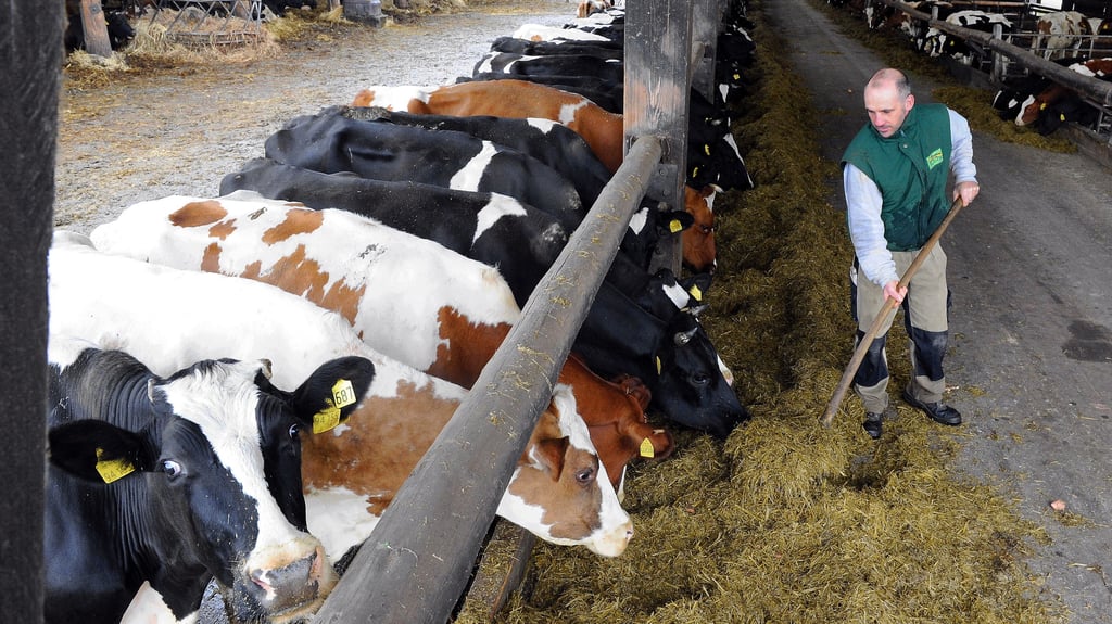 Der Biohof Biotopia hat aktuell 100 Milchkühe. Landwirt Klaus Feick gibt den Tieren Futter.