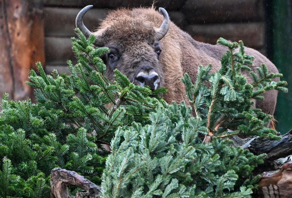 Ein Bison frisst Tannenbäume.